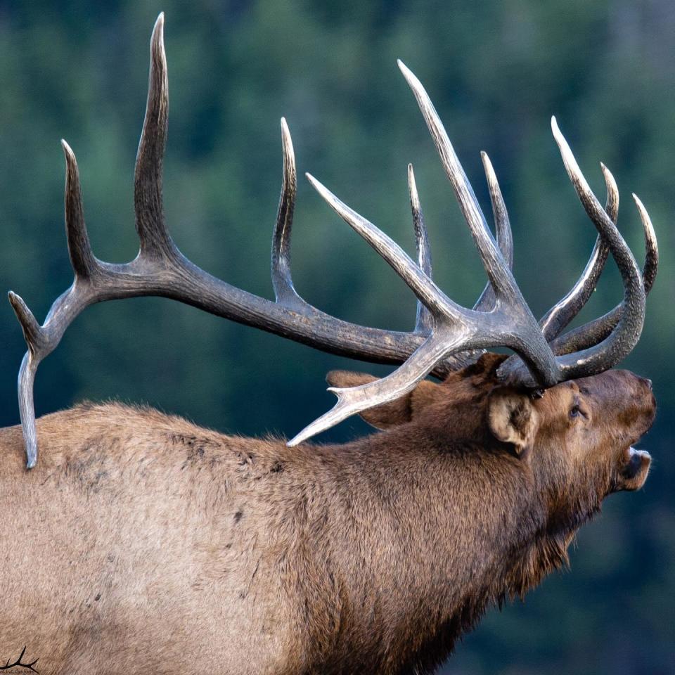 An iconic elk bull -- known as   