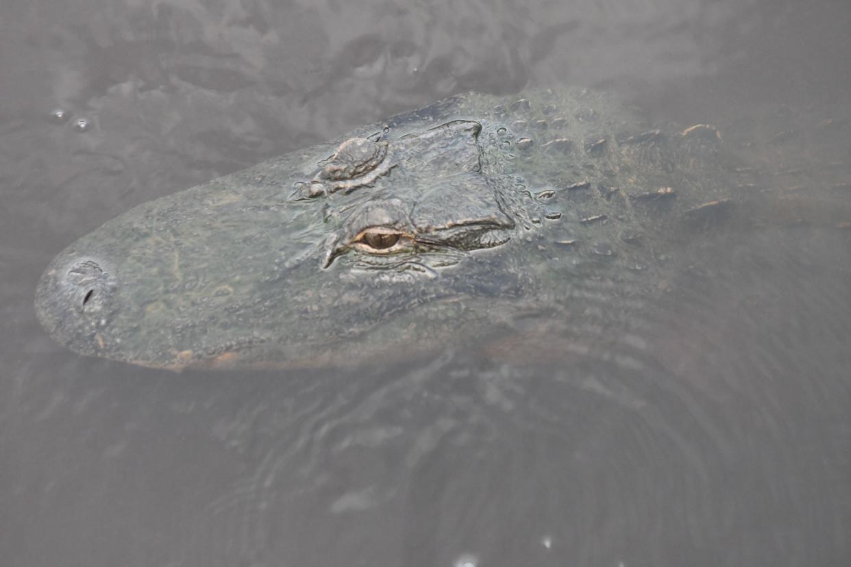An alligator pokes its head out from the Cape Fear River nearby the Battleship North Carolina last year. A recent study has shown alligators in the river have high levels of PFAS chemicals in their blood.