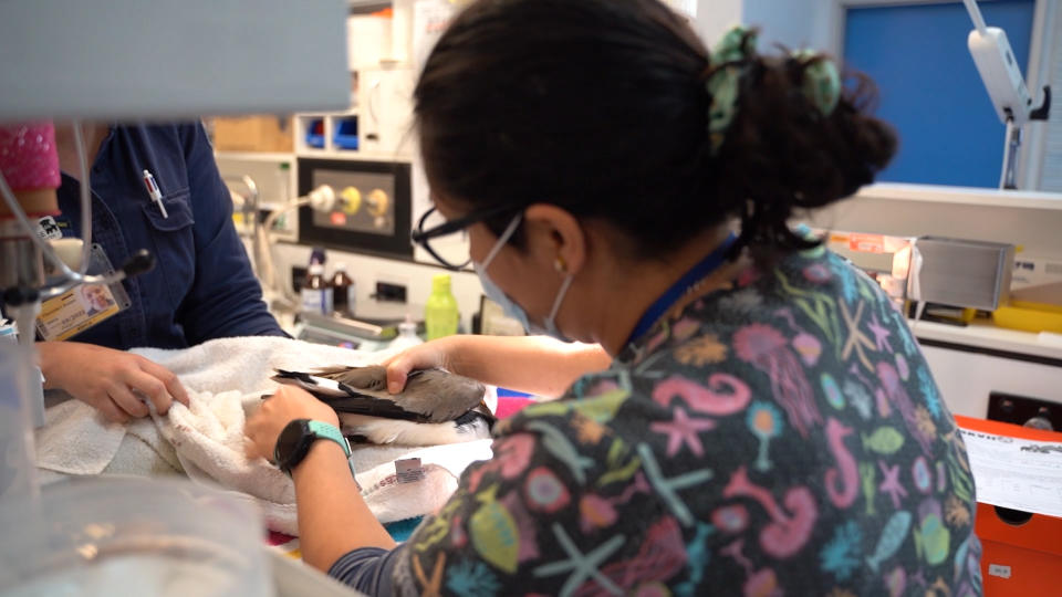 A vet assesses the injured plover at a wildlife hospital at Wacol.