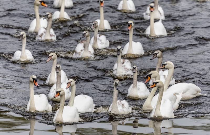 Accompanied by swan boats, the Alster swans from the Eppendorf mill pond return from their winter quarters. Axel Heimken/dpa