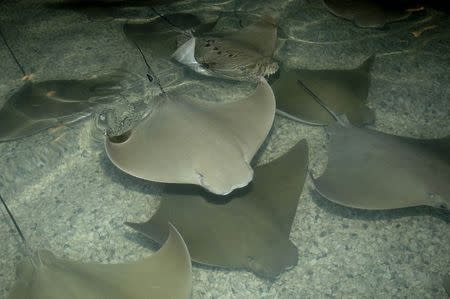 Stingrays swim in a shallow pool at the Brookfield Zoo in Brookfield, Illinois in this undated handout photo provided by Brookfield Zoo. REUTERS/Brookfield Zoo/Handout via Reuters