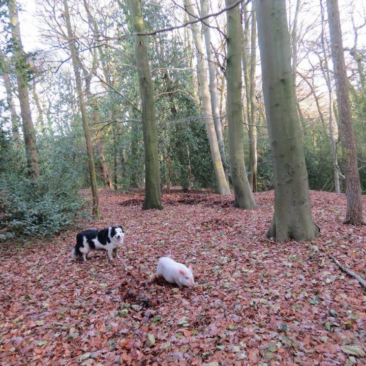 Savvi and Skye at the pig sanctuary (Picture: SWNS)