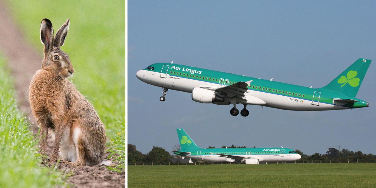 aer lingus hare