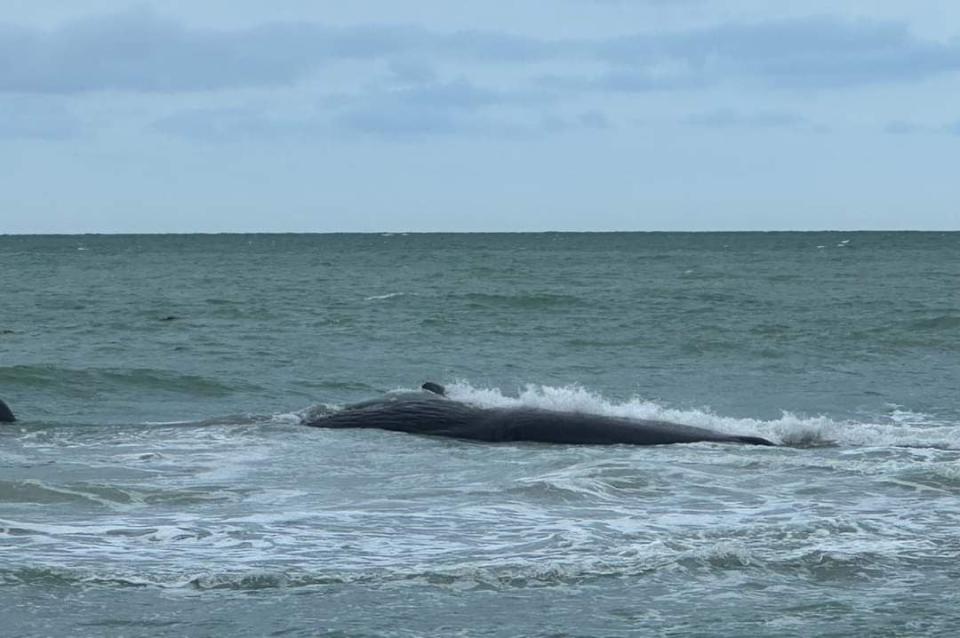 Officials identified the whale as a sperm whale.
