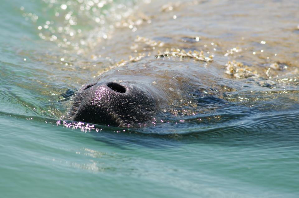 During our cooler days, lots of manatees are to be spotted at Manatee Park. A seasonal location for viewing non-captive Florida manatees in Lee County, the park is a refuge for these gentle creatures as they search for warm water during the cooler days in winter when the temperature in the Gulf of Mexico is below 68 degrees.