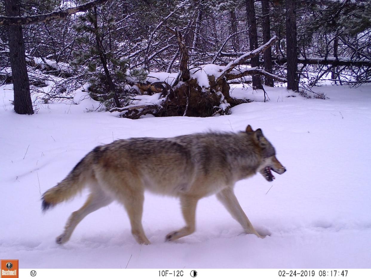 A photo of a wolf taken by a trail camera. Sadie Parr, who has studied wolves in the U.S. and Canada for 15 years, said the behaviour of wolves during an encounter with a Yellowknife woman over the weekend does not sound atypical.  (Sadie Parr - image credit)