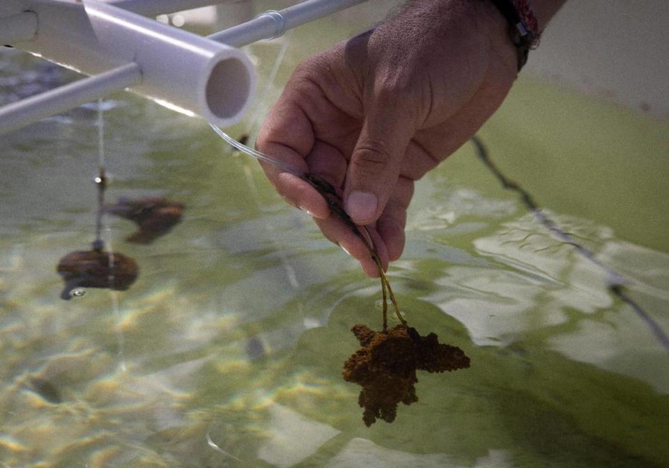 El Dr. Phanor Montoya-Maya, director del programa de Coral Restoration Foundation, supervisando los corales llevados al vivero terrestre después de que las temperaturas de la superficie del océano en el vivero submarino de la organización subieran demasiado.