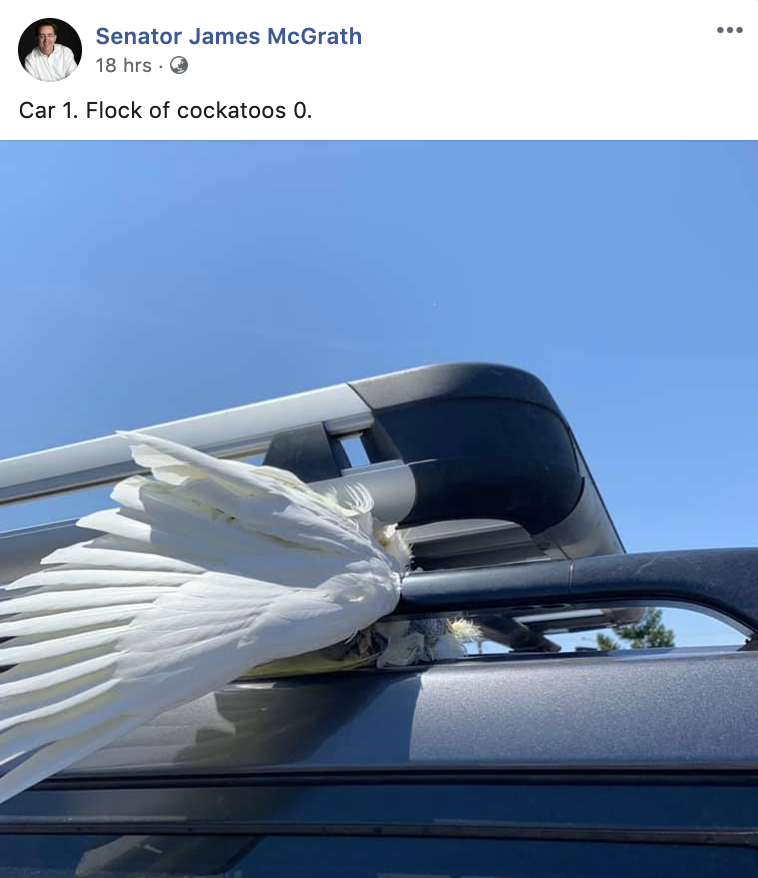 A screenshot of a dead cockatoo posted to the senator's Facebook page