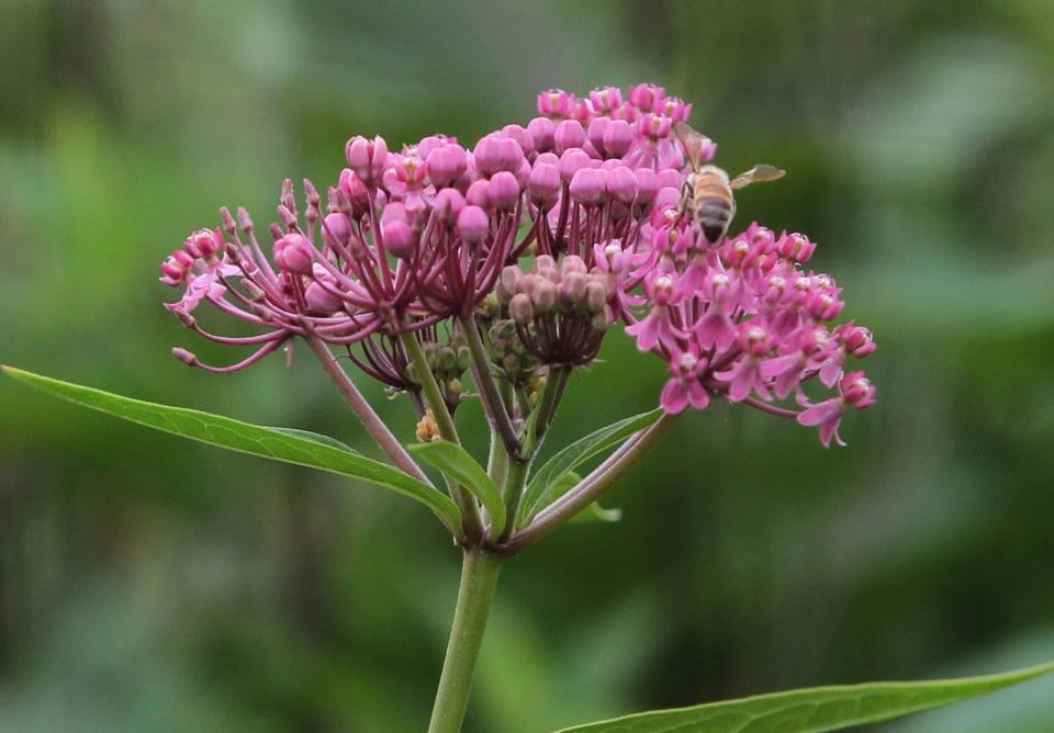 Eastwood Preserve has acres of wild growth fields for pollinators like honey bees.