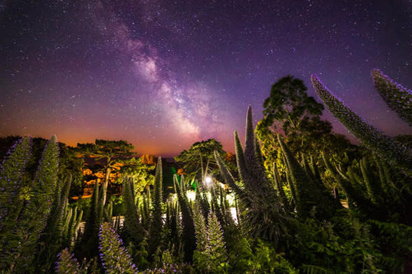 ISLE OF WHITE, GREAT BRITAIN - JUNE 23: A view of the Milky Way taken by Chad Powell on a DSLR camera on June 23, 2015. The shape of the echium pininana which grows all around Ventnor Botanic Garden and local gardens, can be seen here resembling the structure of our milky way galaxy as seen from earth in an bizarre way.  LIGHTS from the Milky Way dazzle above the Isle of White in these rarely seen British sky-scapes. Chad Powell captured images of spectacular light patterns above the familiar beach scenes of England?s largest island. The 23-year-old used a DSLR camera to enhance the Milky Way from the white strip visible to the naked eye into an explosion of colourful lights. The graphic designer from Ventnor, Isle of Wight, used the local architecture, coves and plant life of the island in the foreground of his photographs to create a contrast with the dramatic sky. Wheat fields, night daisies and a medieval lighthouse are some of the scenes Chad captures against the startling natural light displays.  PHOTOGRAPH BY Chad Powell / Barcroft Media  UK Office, London. T +44 845 370 2233 W www.barcroftmedia.com  USA Office, New York City. T +1 212 796 2458 W www.barcroftusa.com  Indian Office, Delhi. T +91 11 4053 2429 W www.barcroftindia.com