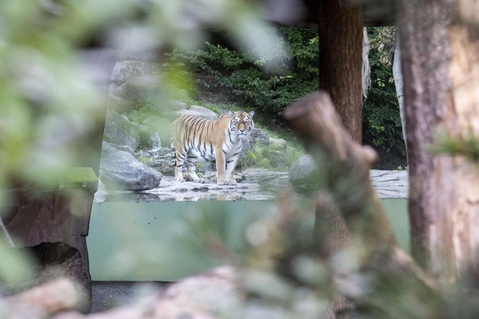 Pictured is a Siberian tiger named Sayan in a big cat enclosure in Zoo Zurich. 