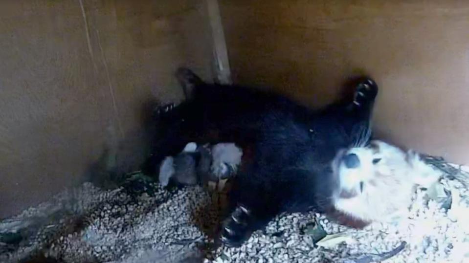 The cub’s time at the zoo has been captured on CCTV (Paradise Wildlife Park)