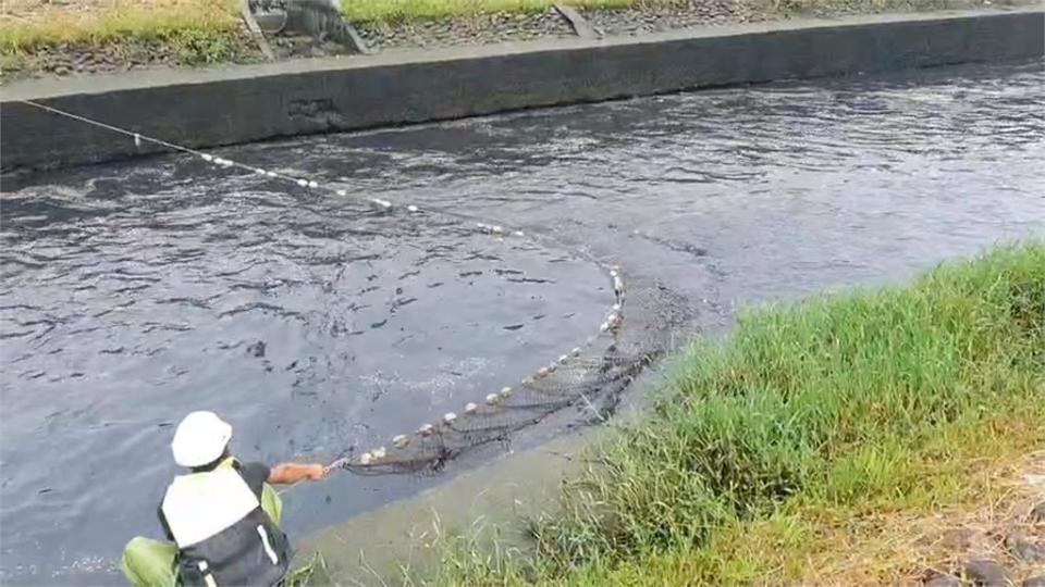 羅東河圳大量魚群暴斃　宜蘭環保局推測這原因