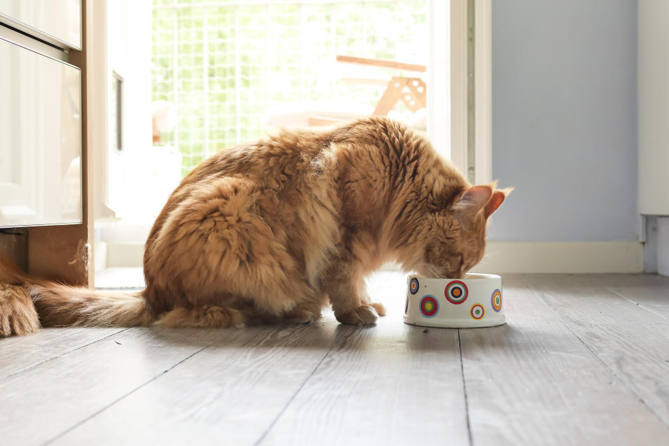 Make sure your kitty has plenty of food to fill their bowl. (Photo: Getty)