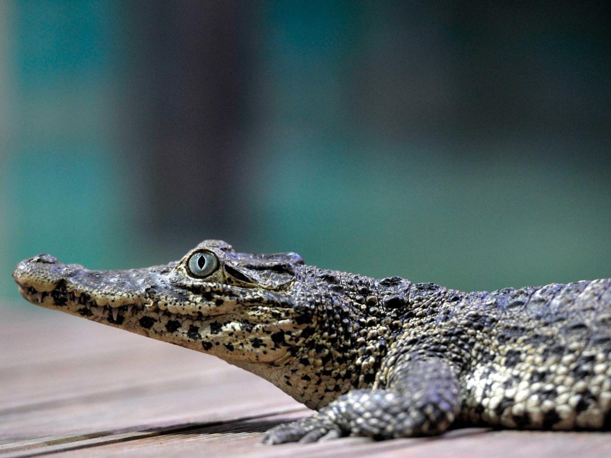 Cuban crocodiles are critically endangered: EPA