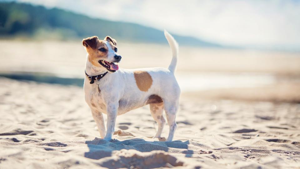 8. Jack Russell Terrier