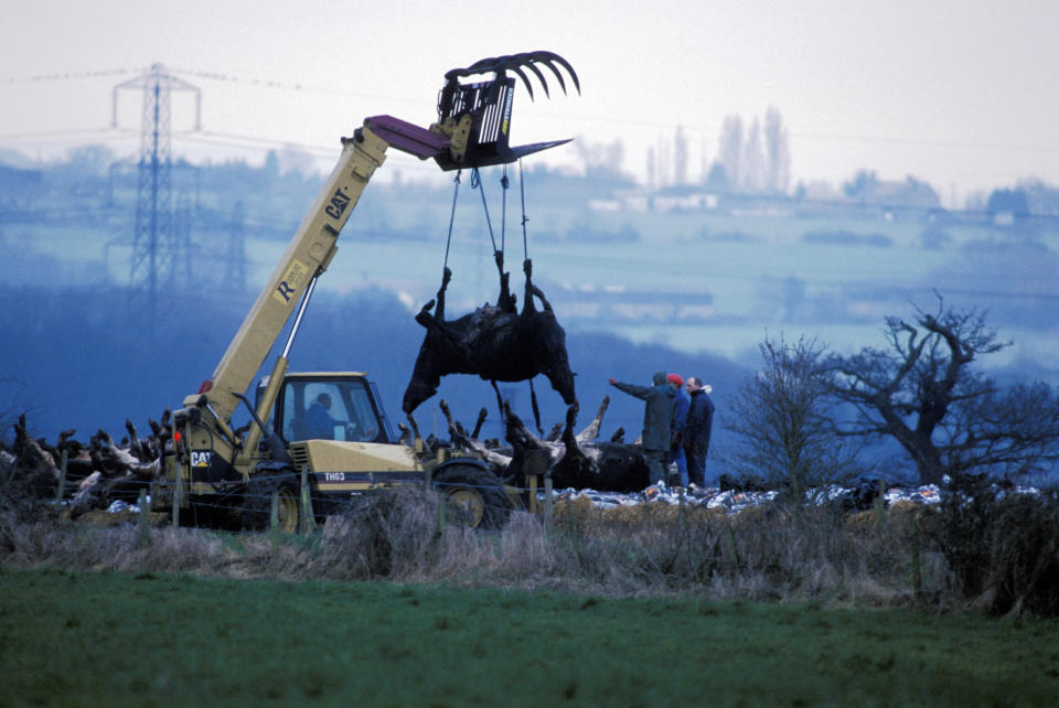 (Eingeschränkte Rechte für bestimmte redaktionelle Kunden in Deutschland. Limited rights for specific editorial clients in Germany.)   FOOT AND MOUTH, UK. SE England, Essex. Bulldozers lifting corpses of Foot and Mouth disease infected cows, slaughtered at a farm in Essex. March 2001. CDREF00142   (Photo by Julio Etchart/ullstein bild via Getty Images)