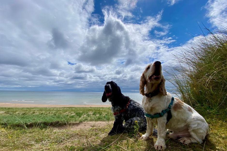 Dogs at Balmedie beach