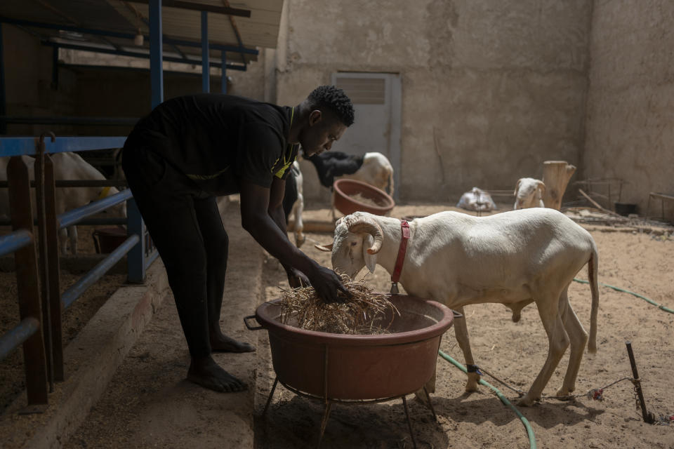 Shepherd Cheikh Moustapha Seck feeds a sheep to be sacrificed for Tabaski (Eid) at a sheepfold in Mbao, 30 km east of Dakar, Senegal, Monday June 10, 2024. As Muslims worldwide prepare to celebrate Eid Al-Adha, the second most important holiday in the Islamic calendar, Senegal's star sheep, the Ladoum, remain an object of desire for many in the country. These extraordinary tall and long animals, which can cost up to $70,000, are renowned for their proportional features and gleaming white fur. (AP Photo/Sylvain Cherkaoui)