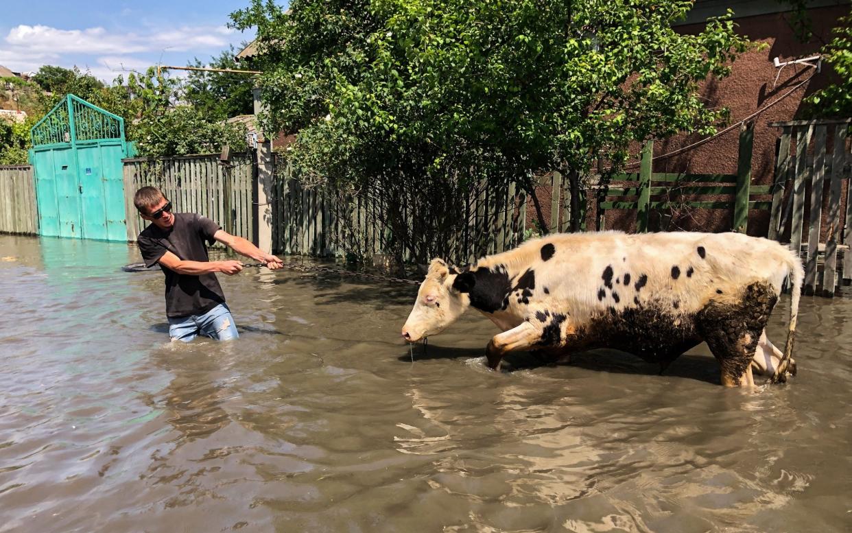 On the Ukrainian-held bank of the Dnipro river there have been no casualties - other than pets, livestock and wildlife - Global Images Ukraine