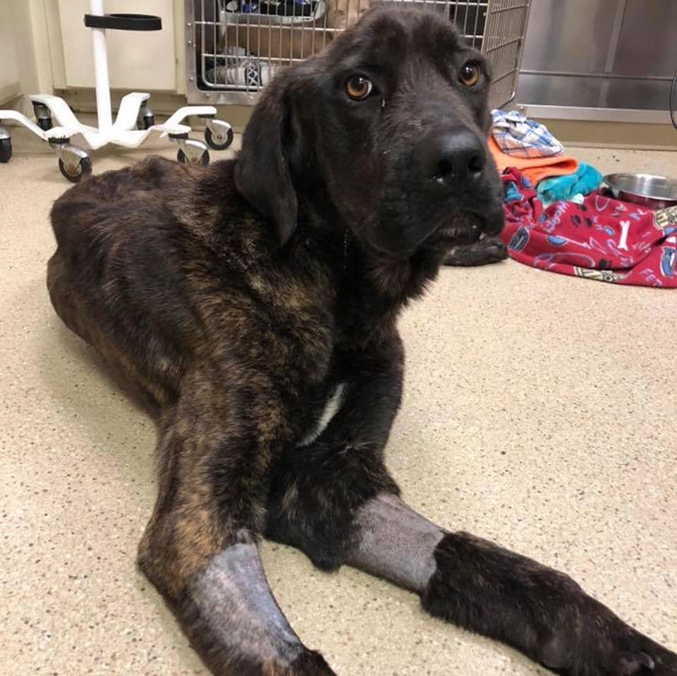 Champ, a one-year-old Mastiff mix, was found malnourished covered in maggots and worms tied to a tree at a home in South Carolina in August. The home owner, Elizabeth James, was left with the dog by her ex-boyfriend. Source: Rescue Dogs Rock NYC