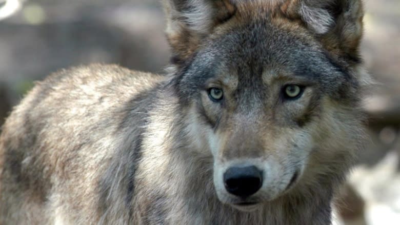 Sorry, beaver: Wolf leads the pack in Calgary Zoo's Greatest Animal contest