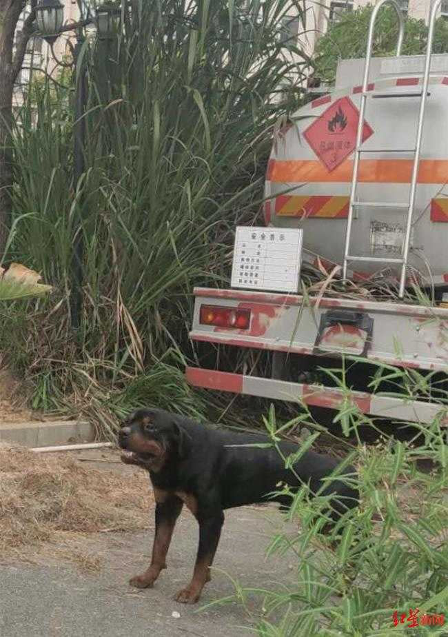 長期被栓在門外的羅威那犬。（圖／翻攝自紅星新聞）