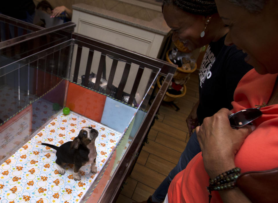 Angie Simpson and Valerie Chapman watch a puppy during their visit to a pet store in Columbia, Md., Monday, Aug. 26, 2019. Pet stores are suing to block a Maryland law that will bar them from selling commercially bred dogs and cats, a measure billed as a check against unlicensed and substandard "puppy mills." (AP Photo/Jose Luis Magana)