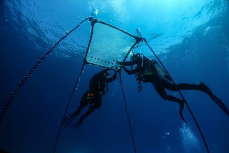 Investigadores instalan un vivero flotante de coral en las aguas del Mediterráneo, frente a las costas de Ayia Napa, en el sureste de la isla de Chipre, el 20 de junio de 2024 (Emily IRVING-SWIFT)