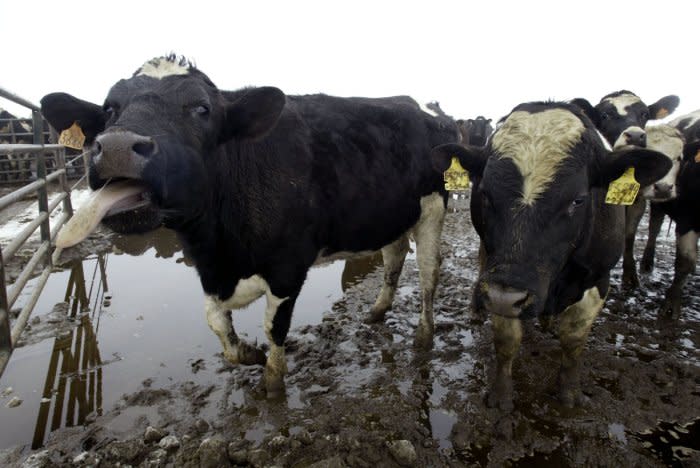 A Canadian cow living at the Sunny Dene Ranch near Mabton, Wash., was the first cow in the U.S. to have a confirmed case of mad cow disease. File Photo by Jim Bryant/UPI