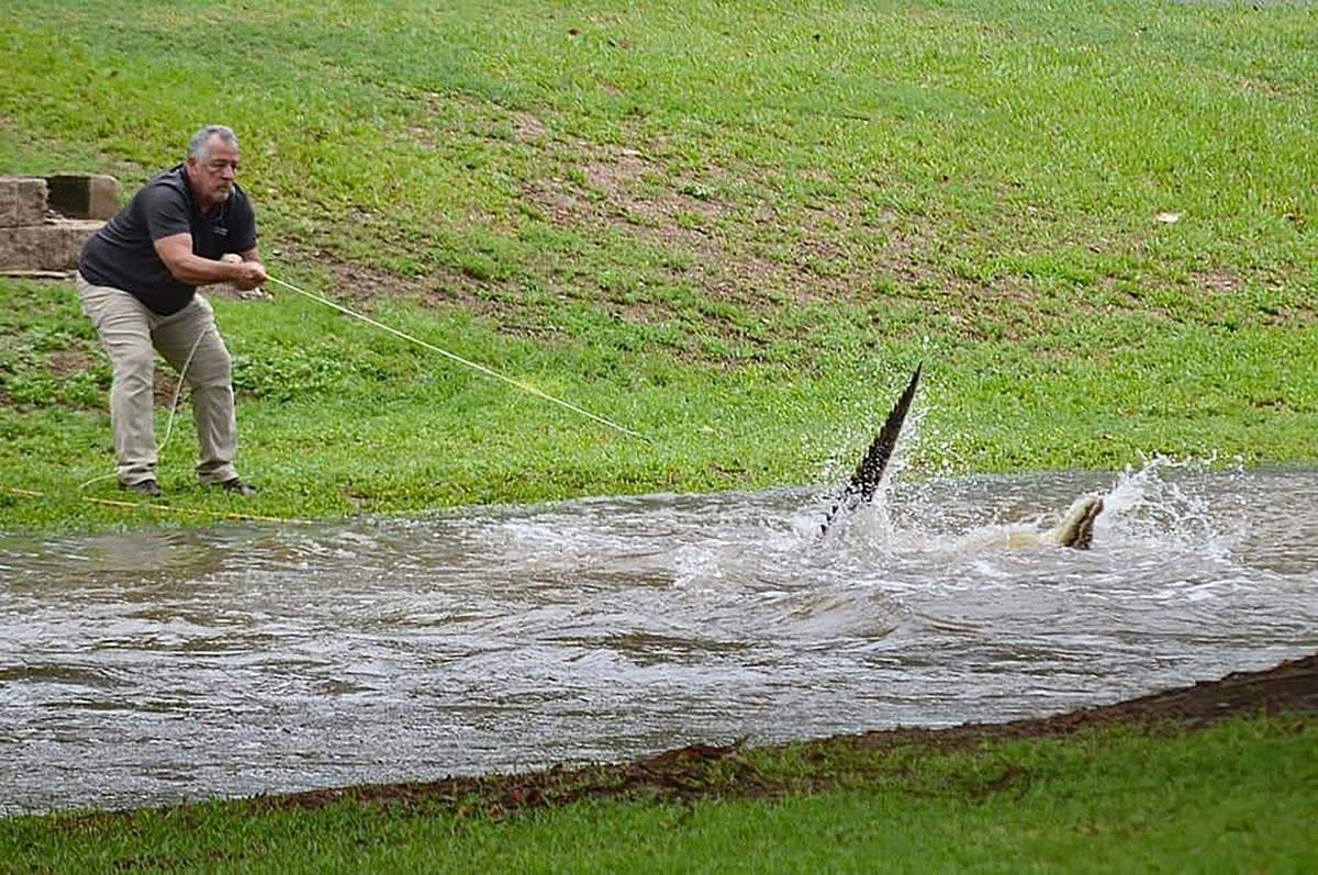 A crocodile being wrangled from floodwaters in the Northern Queensland town of Ingham (COURTESY OF JONTY FRATUS/AFP via)