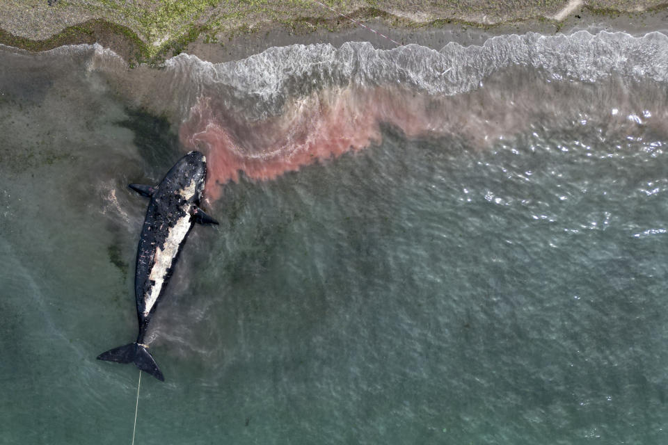 Una ballena muerta es remolcada lejos de la costa cerca de Puerto Madryn, Argentina, el martes 4 de octubre de 2022. (AP Foto/Maxi Jonas)