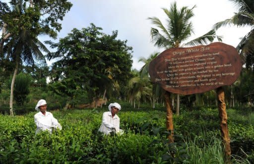 In this picture, taken on June 26, Sri Lankan labourers are seen at a tea plantation in Ahangama, some 140km south of Colombo. Sri Lanka is known for its exotic tea and is a top exporter of the commodity, but the industry is deeply divided over plans to boost earnings by importing cheaper tea for blending and re-export