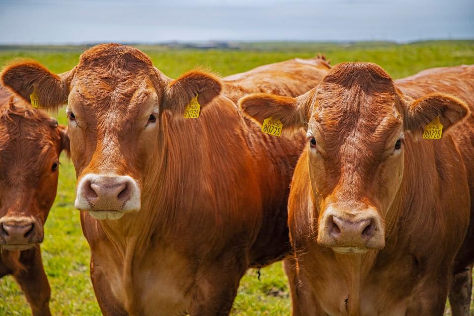 cows near hag's head, county clare, ireland