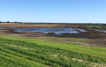 Puddles are seen in farm fields as heavy rains caused unprecedented delays in U.S. corn planting this spring, near Sheffield