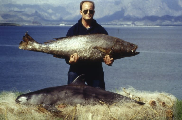 This handout photo released by World Wide Fund for Nature (WWF) and taken on February 1992 in Santa Clara Gulf, Sonora,Mexico shows a comparison between "Vaquita Marina" (bottom) (Phocoena sinus) and Totoaba fish (top) (Totoaba macdonaldi)