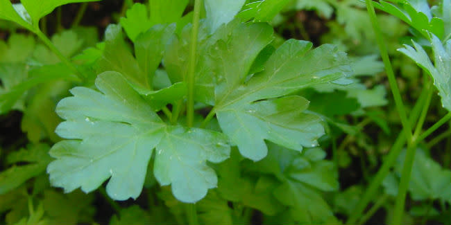 perejil cultivar hierbas de olor