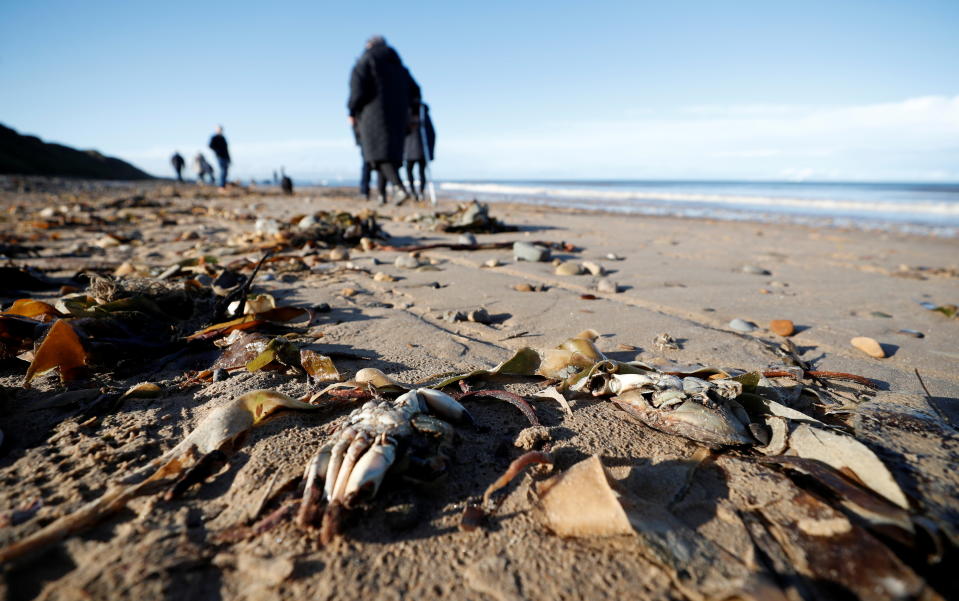 Miles de peces muertos en una playa inglesa antes de la COP26