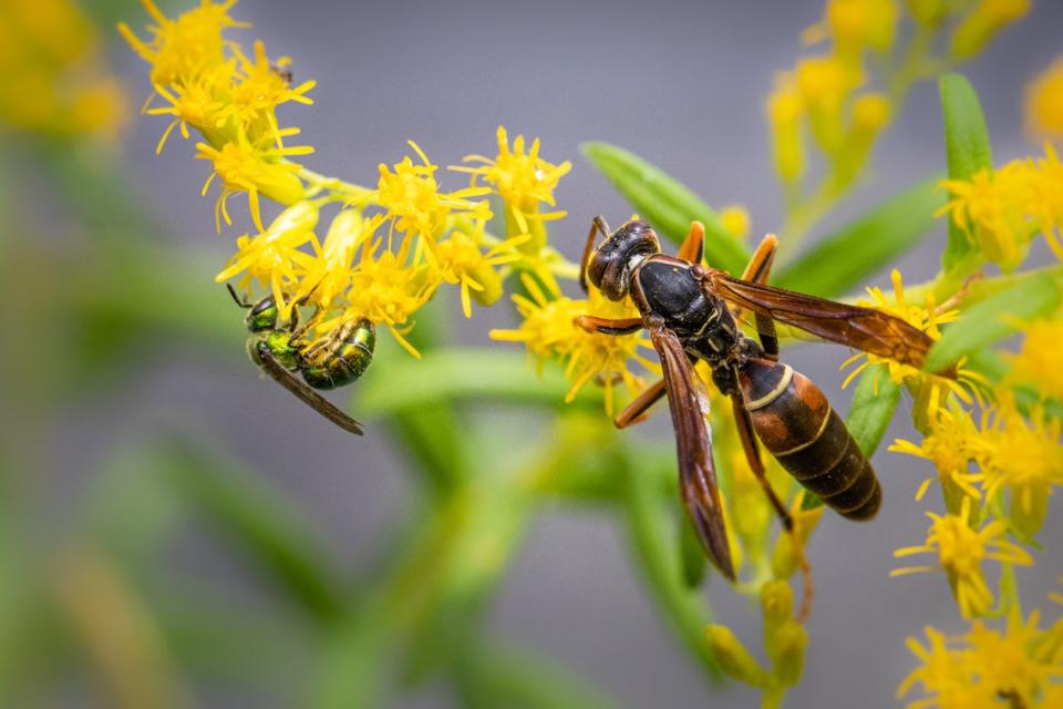 how to get rid of wasps