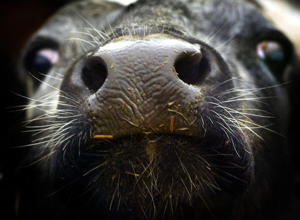 <em>More cows will be destroyed at the Aberdeenshire farm where a case of BSE has been found (Picture: PA)</em>