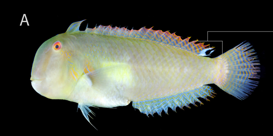 An Iniistius bakunawa, or eclipse-spot razor wrasse fish, from a market on Panay Island, Philippines. The box and lines highlight the black and white eyespot.