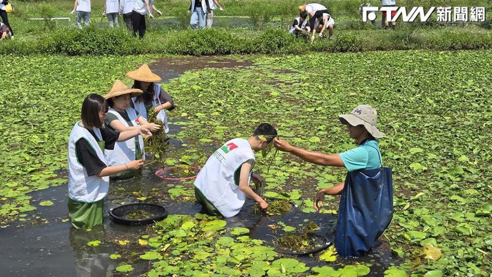 信義房屋志工前往高雄美濃湖水雉復育工作站，協助棲地水草整理、搬運。