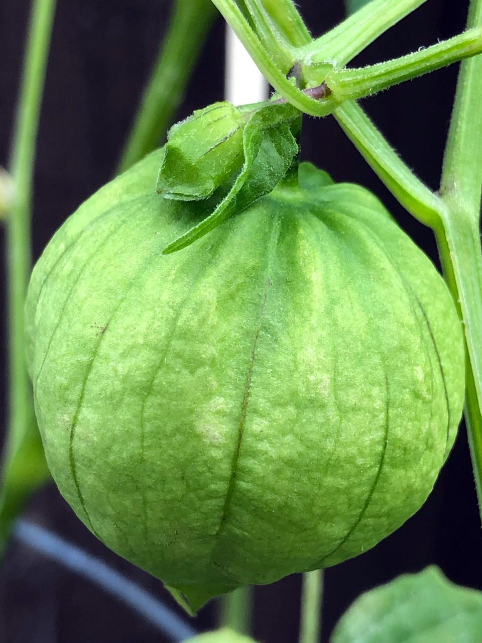 A papery husk forms around the tomatillo on the plant.