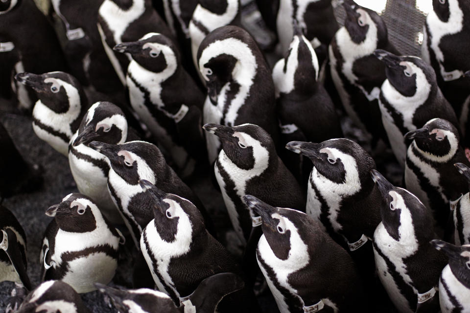 African penguins gather to keep warm as others are fed sardines by staff at the South African Foundation for the Conservation of Coastal Birds after they were recently found covered in oil on Robben Island, Cape Town, South Africa, Thursday, Sept 20, 2012.(AP Photo/Schalk van Zuydam)