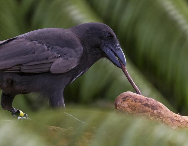 Video: Rooks Use Rocks to Reach Reward