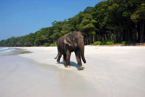 Elephant Andaman - Credit: Astrid Schweigert