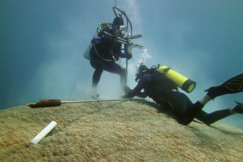 Members of Linsley's research team drill a coral core from the Porites lutea colony, known as Big Mama in American Samoa