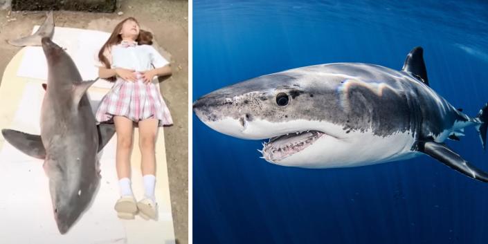 A picture of a great white shark, and a picture of the streamer lying next to a giant fish.