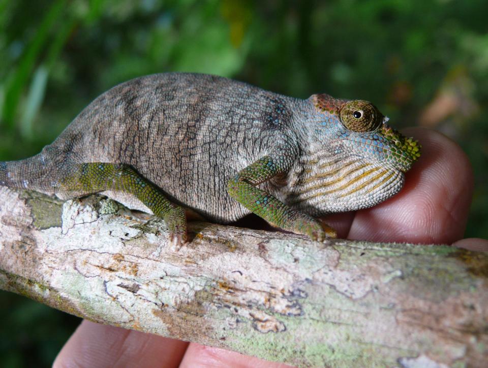 Unique Tanzania forest granted official protection after research reveals it is on brink of collapse