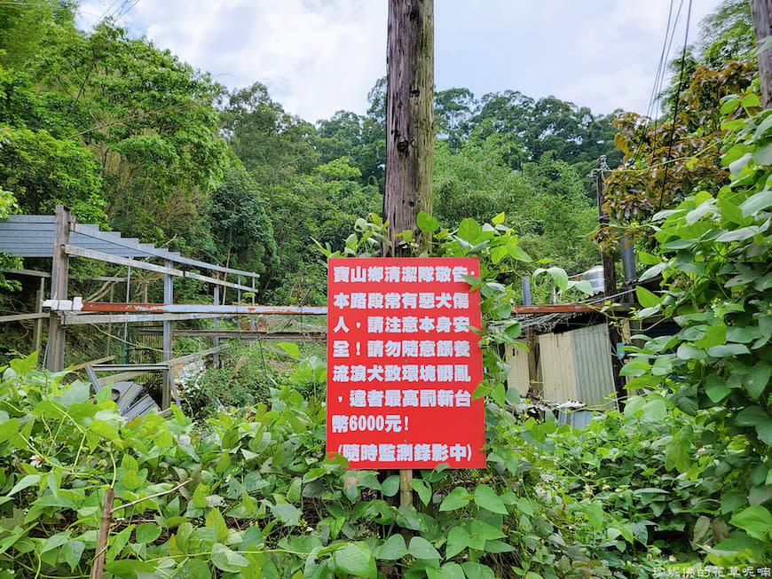 新竹縣寶山鄉｜桐花森林遇